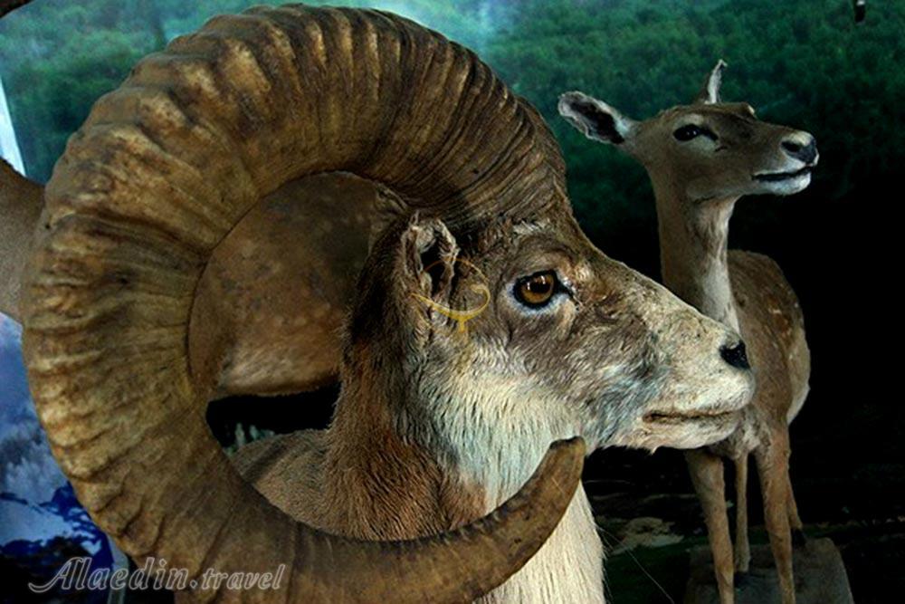 موزه حیات وحش لرستان در خرم آباد | علاءالدین تراول