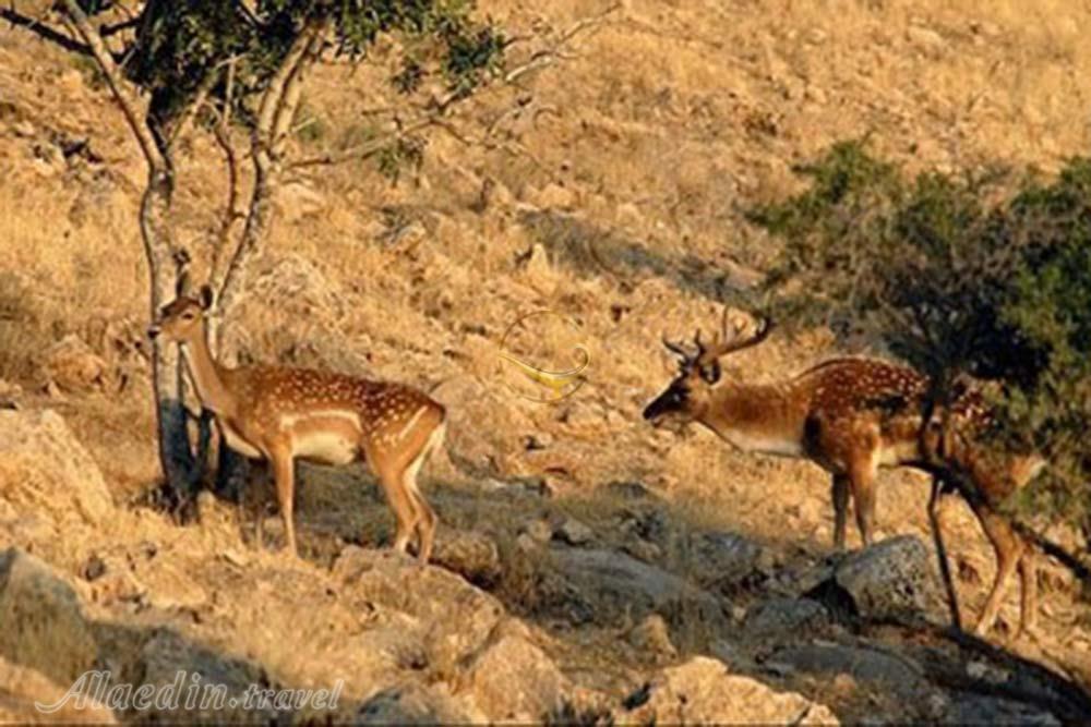 منطقه حفاظت شده مراكان  در خوی | علاءالدین تراول