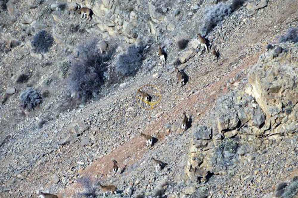 منطقه حفاظت شده مراكان  در خوی | علاءالدین تراول