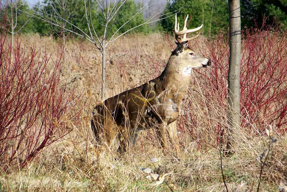 منطقه حفاظت شده لموینه پوینت در کینگستون - کانادا | علاءالدین تراول
