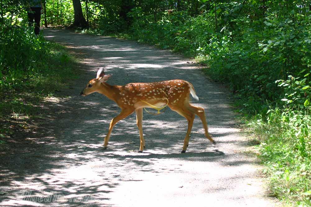 منطقه حفاظت شده مارشلندز در کینگستون - کانادا | علاءالدین تراول