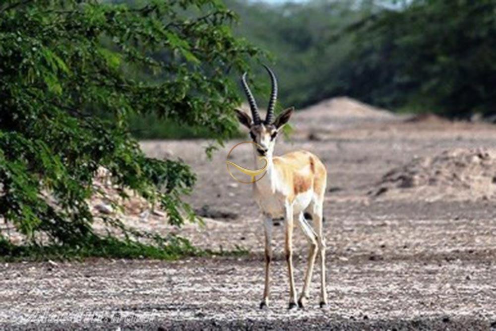 بوستان آهوان کیش | علاءالدین تراول