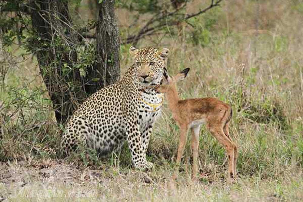 بوستان آهوان کیش | علاءالدین تراول