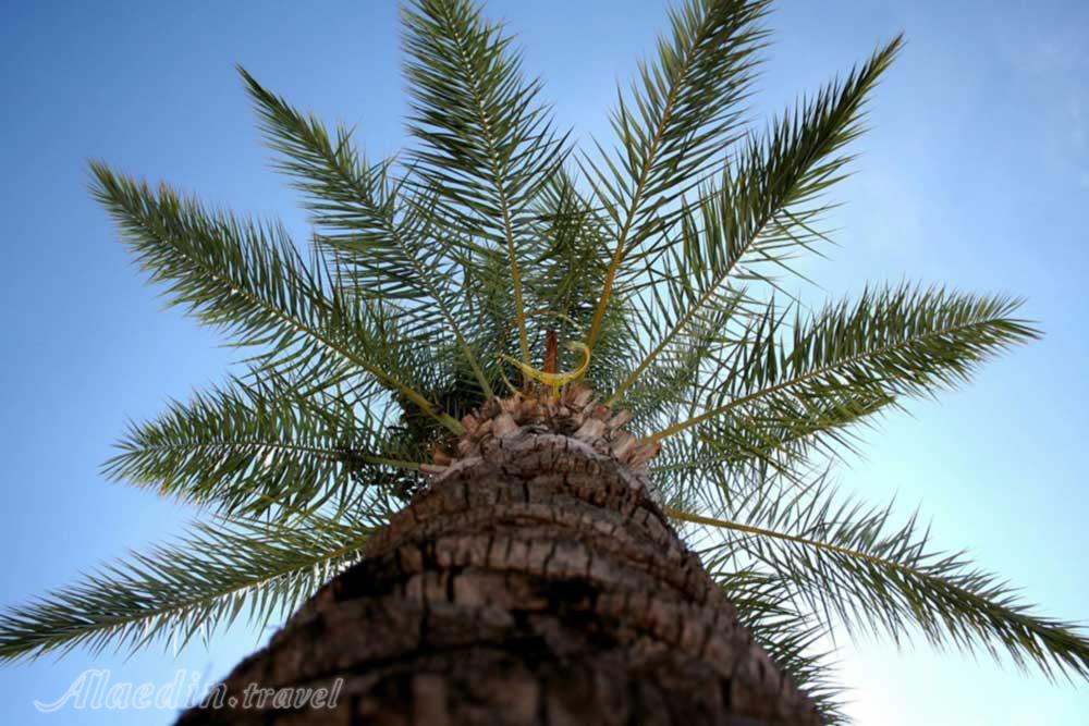 نخلستان های کیش | علاءالدین تراول