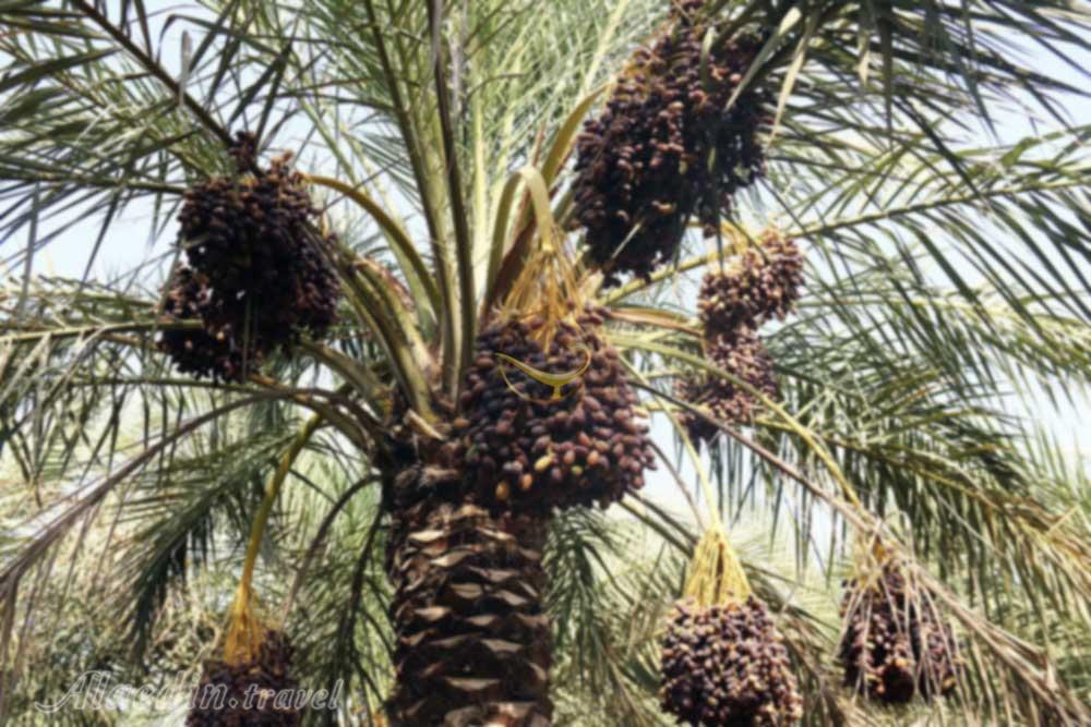 نخلستان های کیش | علاءالدین تراول