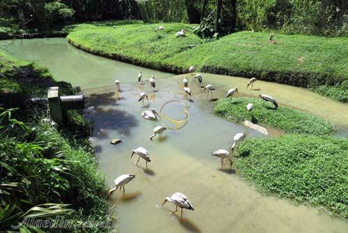 باغ پرندگان کوالالامپور در مالزی
