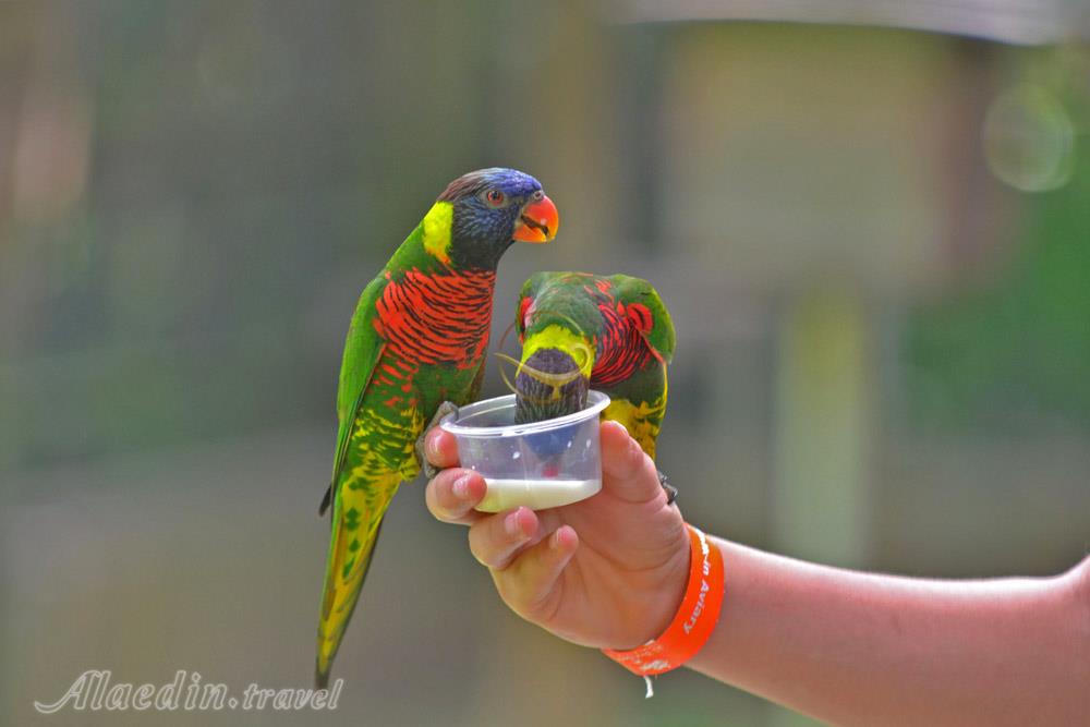 باغ پرندگان کوالالامپور در مالزی | علاءالدین تراول