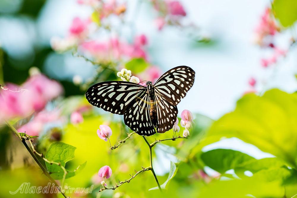 پارک پروانه کوالالامپور در مالزی | علاءالدین تراول
