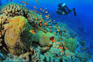 غواصی در دریای اژه در کوش آداسی - ترکیه