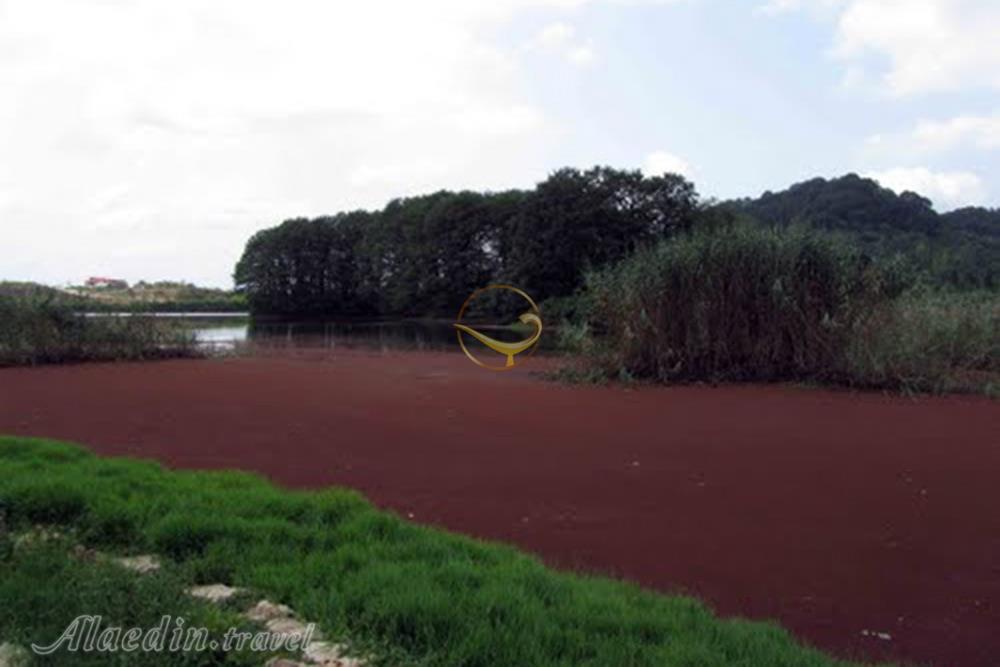 تالاب سوستان در لاهیجان | علاءالدین تراول