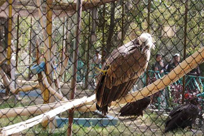 باغ وحش لاهور - پاکستان | علاءالدین تراول