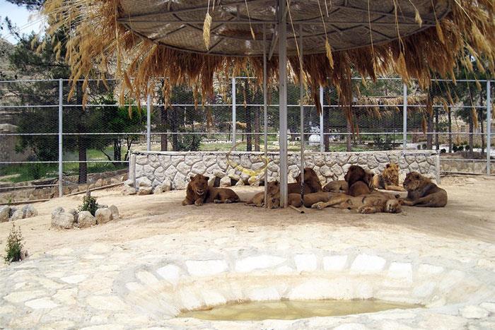 باغ وحش لاهور - پاکستان | علاءالدین تراول