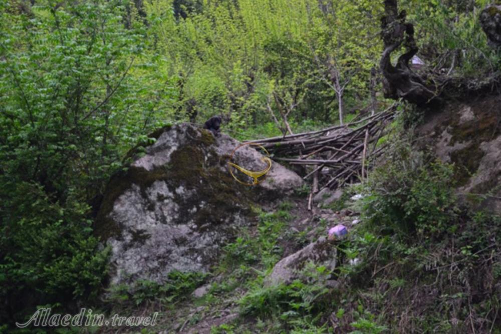 پارک جنگلی خرما لنگرود | علاءالدین تراول