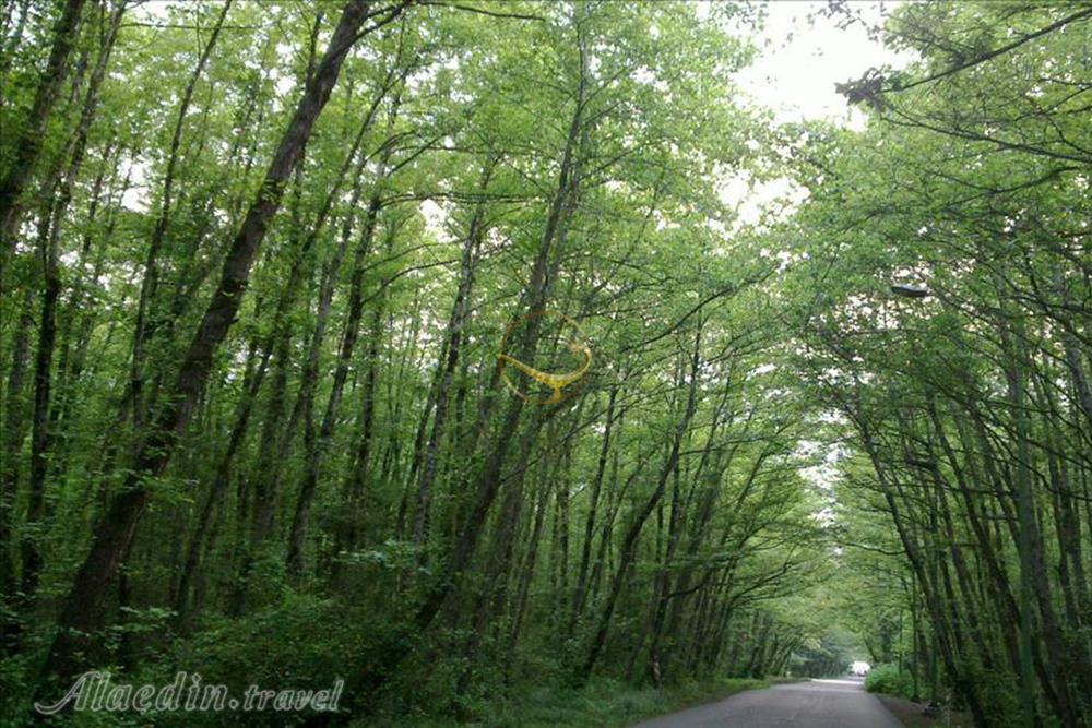 پارک جنگلی خرما لنگرود | علاءالدین تراول