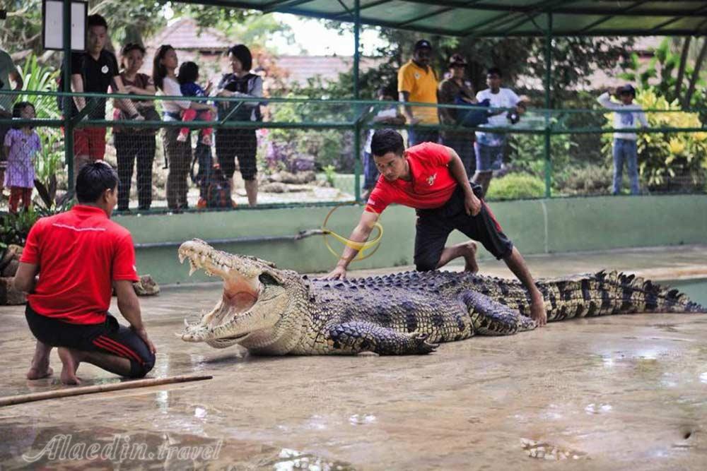 پارک کروکودیل ها لنکاوی - مالزی | علاءالدین تراول