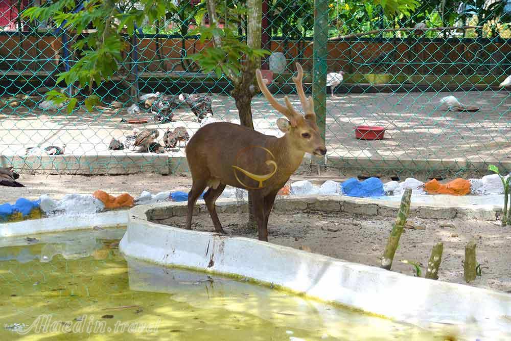 پارک حیات وحش و بهشت پرندگان لنکاوی - مالزی | علاءالدین تراول