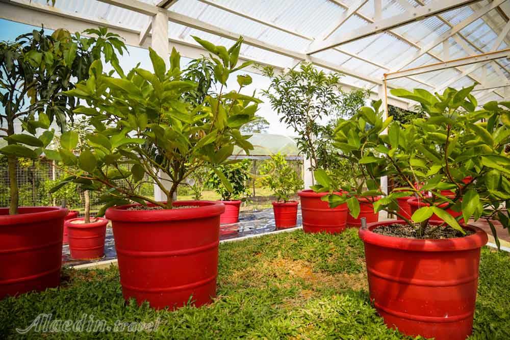 پارک تکنولوژی ماردی آرگو لنکاوی | علاءالدین تراول