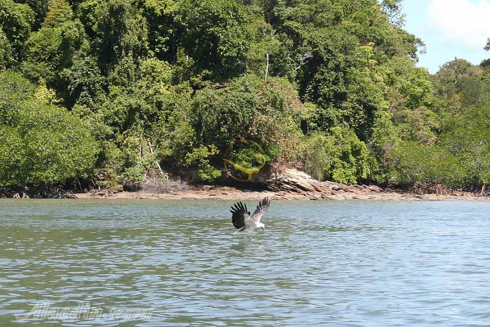 جزیره پولائو سینگا بسار لنکاوی | علاءالدین تراول