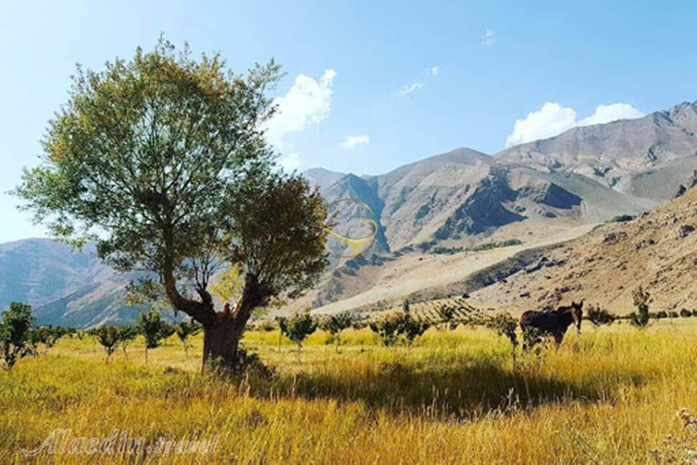 دشت هویج لواسان | علاءالدین تراول