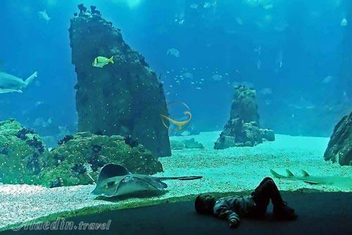 آکواریوم بزرگ لیسبون - پرتغال