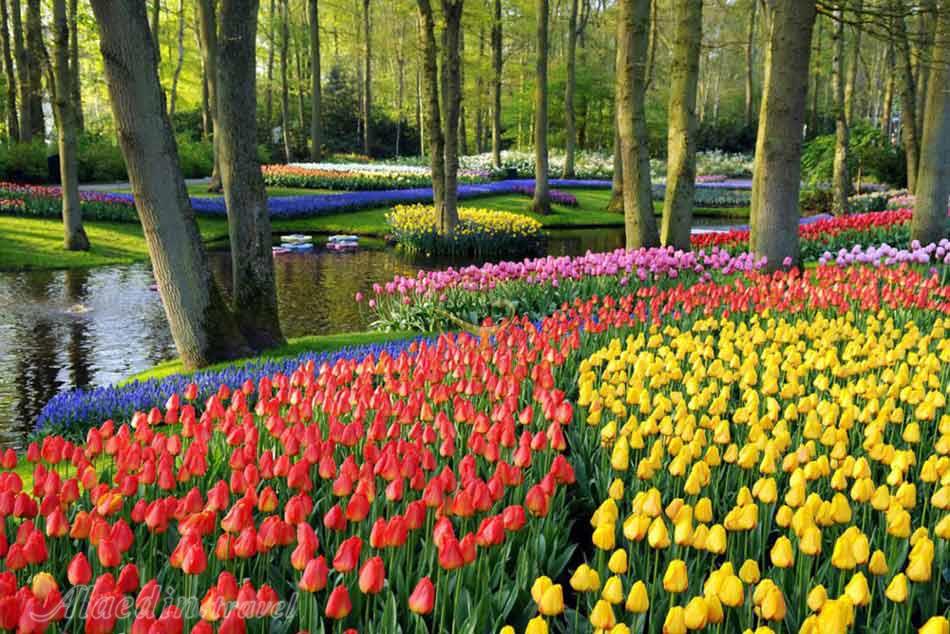 باغ گل کوکنهوف در لیسه هلند | علاءالدین تراول