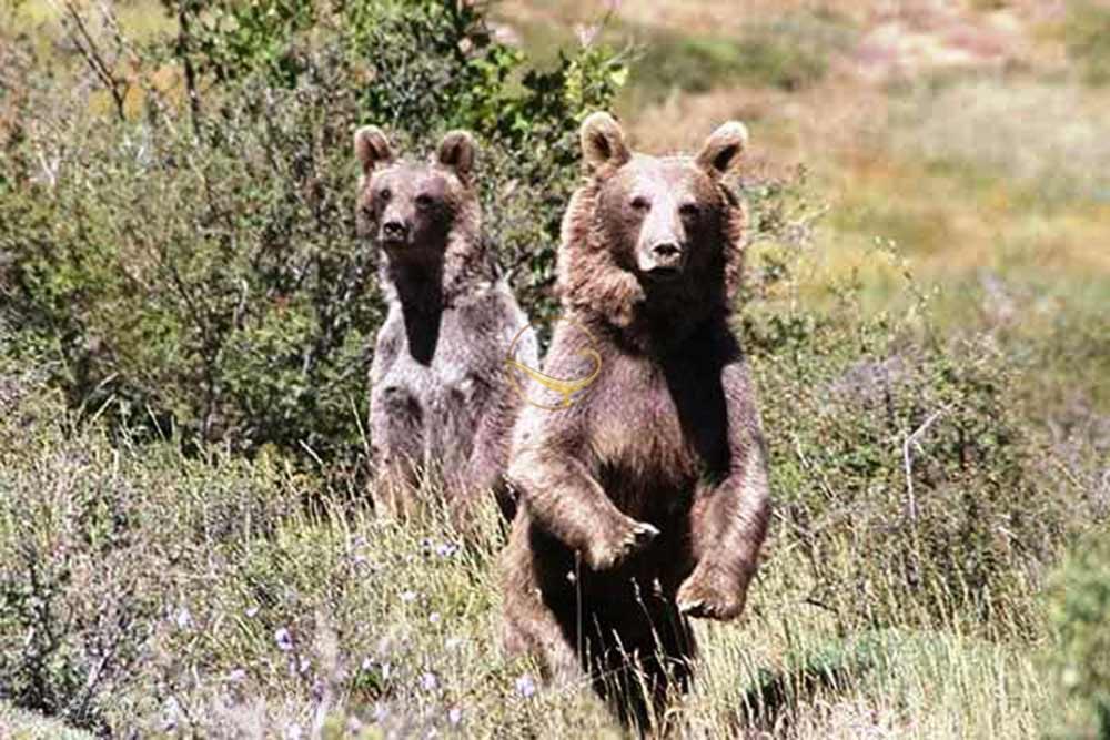 منطقه حفاظت شده انگوران در ماه نشان | علاءالدین تراول