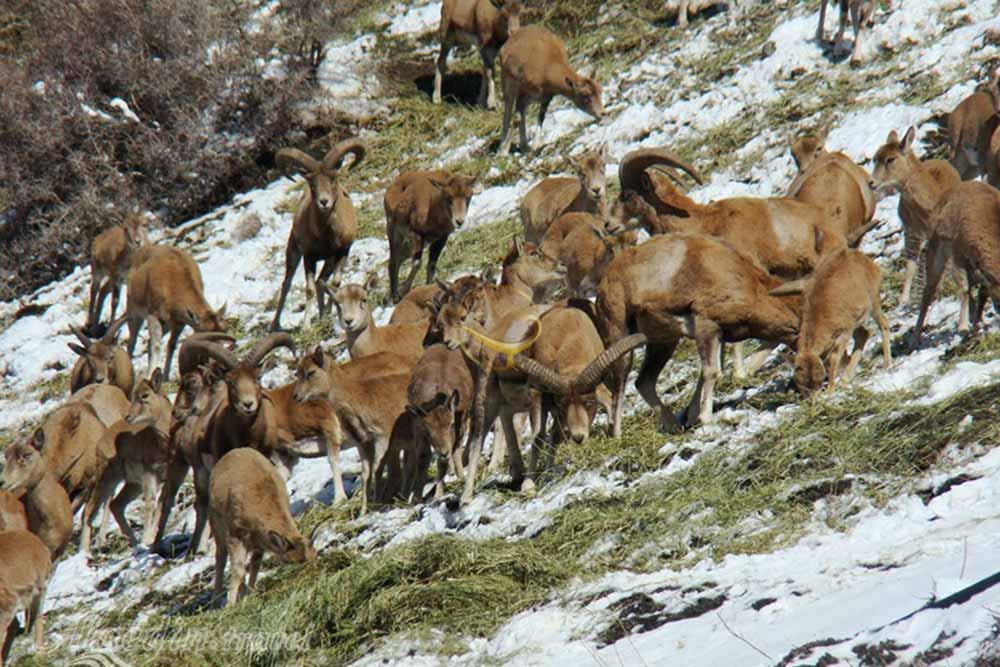 منطقه حفاظت شده لشگر (لشگردر) در ملایر | علاءالدین تراول