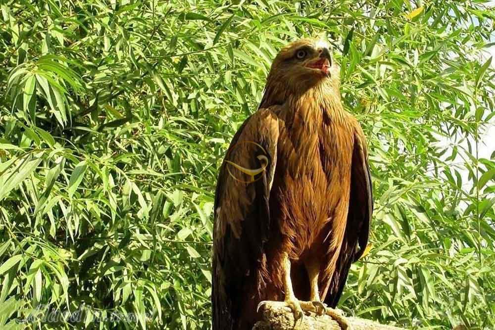 منطقه حفاظت شده لشگر (لشگردر) در ملایر | علاءالدین تراول