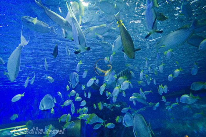 پارک اقیانوس مانیل - فیلیپین