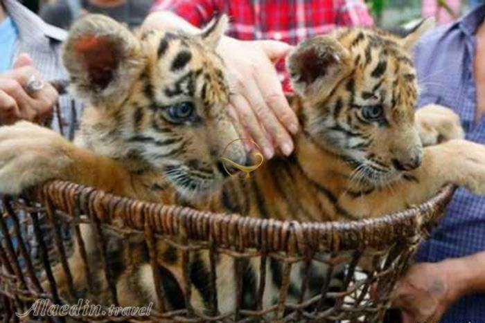 باغ وحش مانیل - فیلیپین