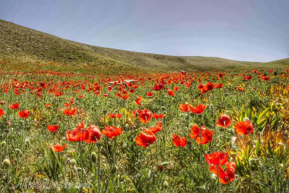 ییلاق آلاله پشته ماسال | علاءالدین تراول