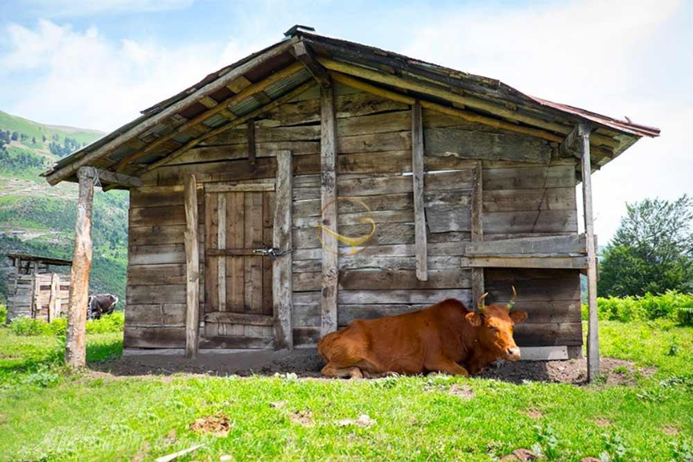 ییلاق اولسبلنگاه ماسال | علاءالدین تراول