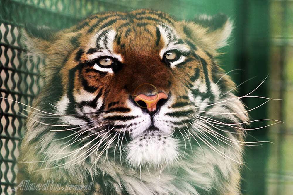 باغ وحش وکیل آباد مشهد | علاءالدین تراول