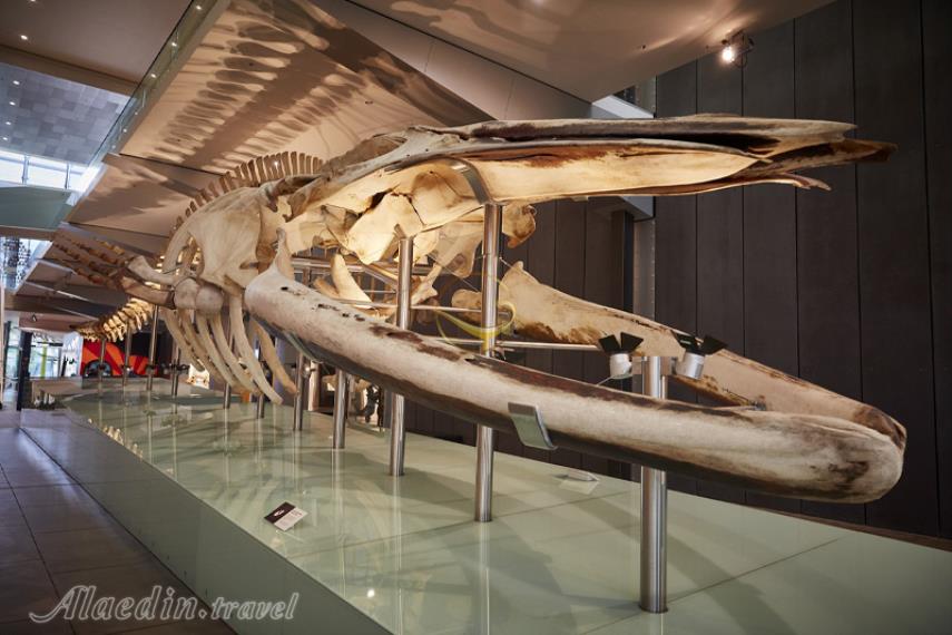 موزه ملبورن | علاالدین تراول