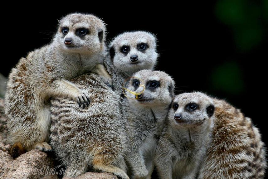 باغ وحش ملبورن | علاالدین تراول