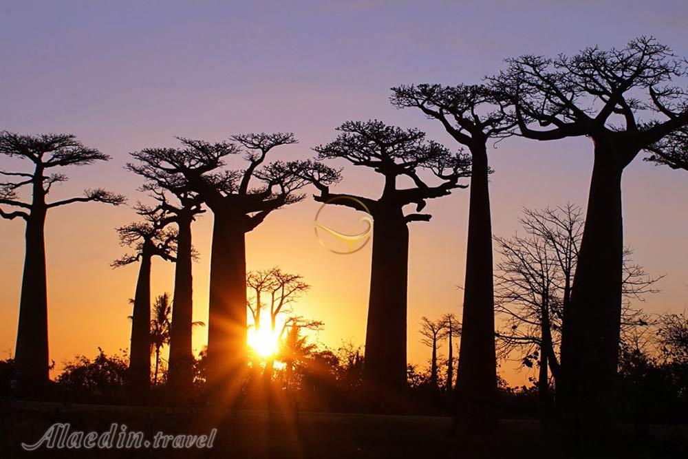 راه درختان بائوباب در منابه در ماداگاسکار | علاءالدین تراول