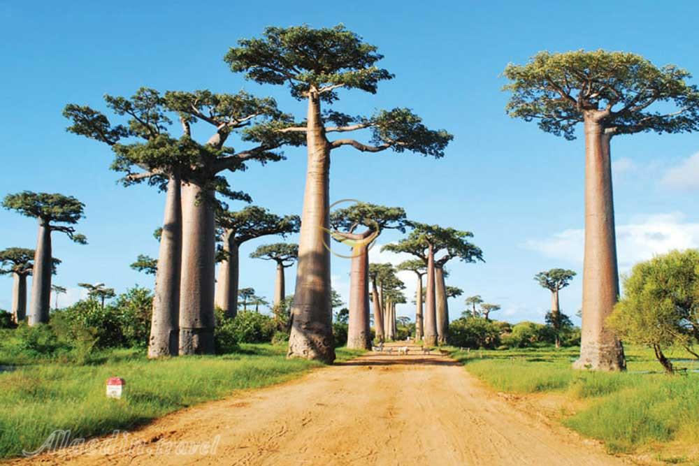 راه درختان بائوباب در منابه در ماداگاسکار | علاءالدین تراول
