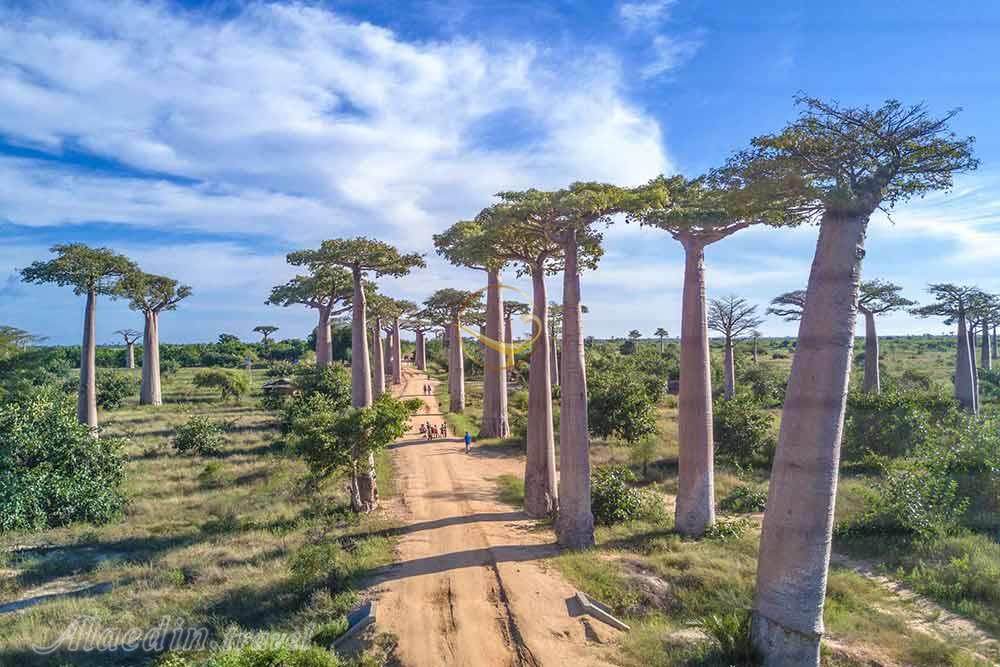 راه درختان بائوباب در منابه در ماداگاسکار | علاءالدین تراول