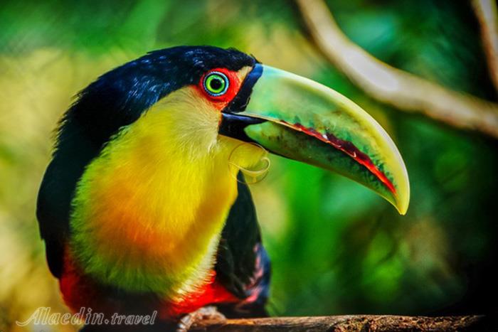 پارک ملی ایگواسو میسیونز - آرژانتین