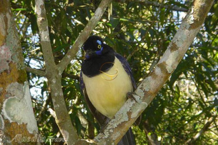 پارک ملی ایگواسو میسیونز - آرژانتین