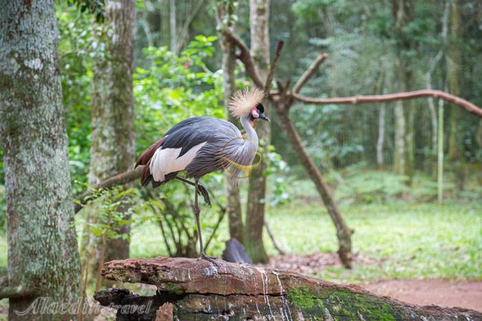 پارک ملی ایگواسو میسیونز - آرژانتین