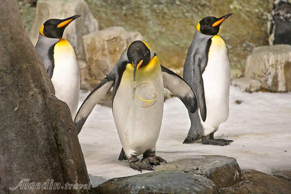 مجموعه بیودوم مونترال | علاءالدین تراول