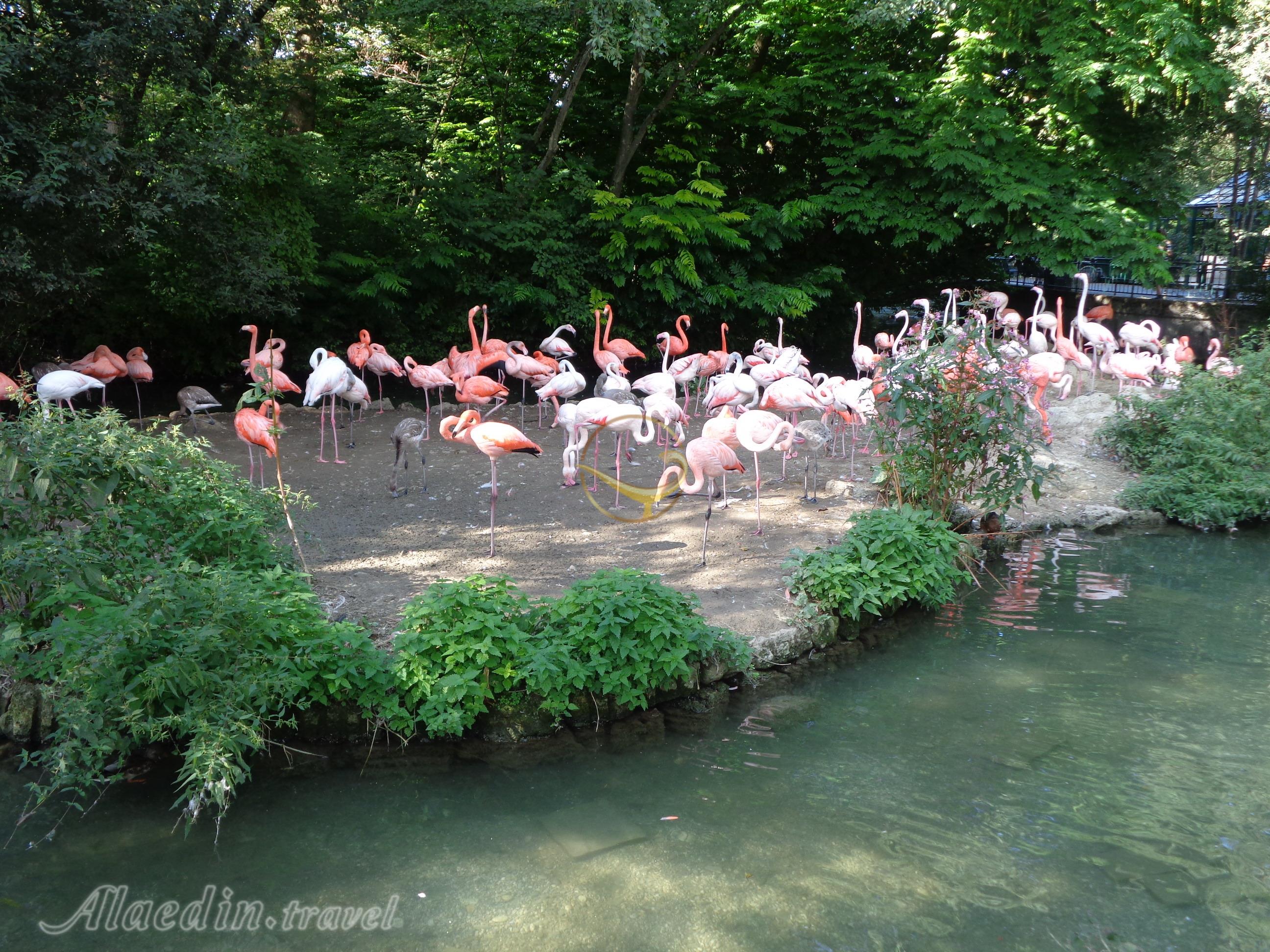 باغ وحش هلابران در مونیخ - آلمان | علاءالدین تراول