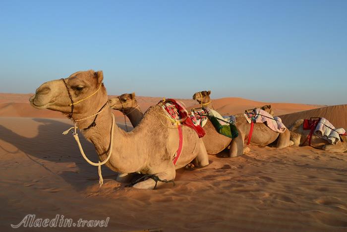 کویر وحیبا مسقط - عمان