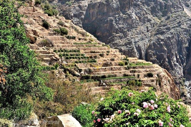 کوه اخضر (کوهستان سبز) مسقط - عمان