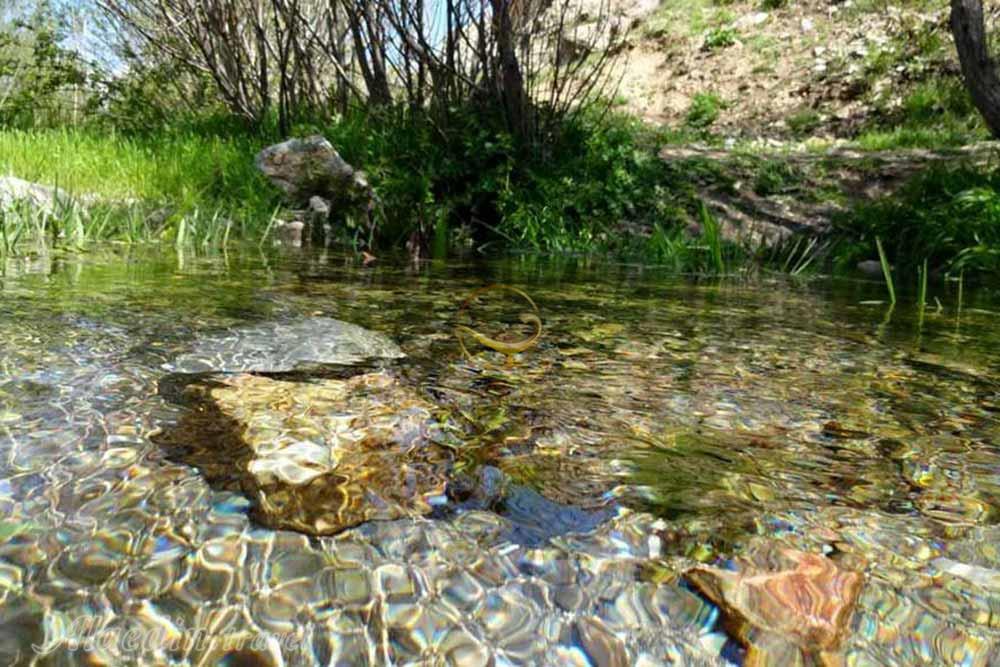 منطقه حفاظت شده ملوسان در نهاوند | علاءالدین تراول