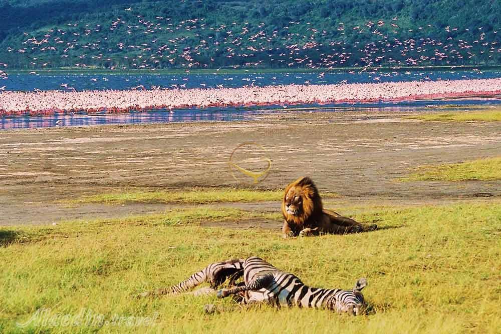 پارک ملی دریاچه ناکورو - کنیا | علاءالدین تراول