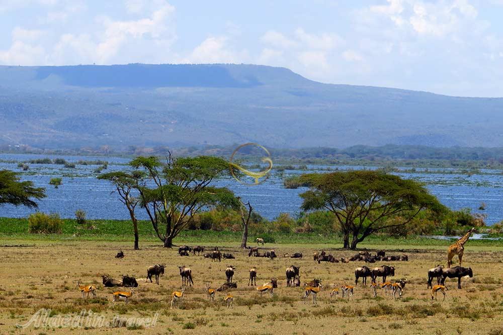 پارک ملی دریاچه ناکورو - کنیا | علاءالدین تراول
