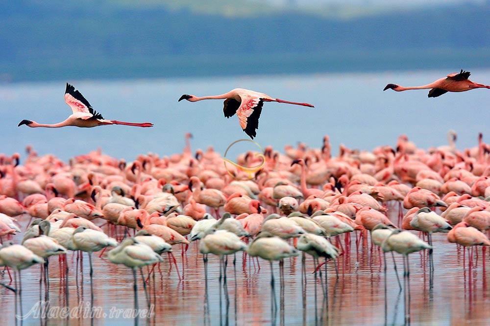 پارک ملی دریاچه ناکورو - کنیا | علاءالدین تراول