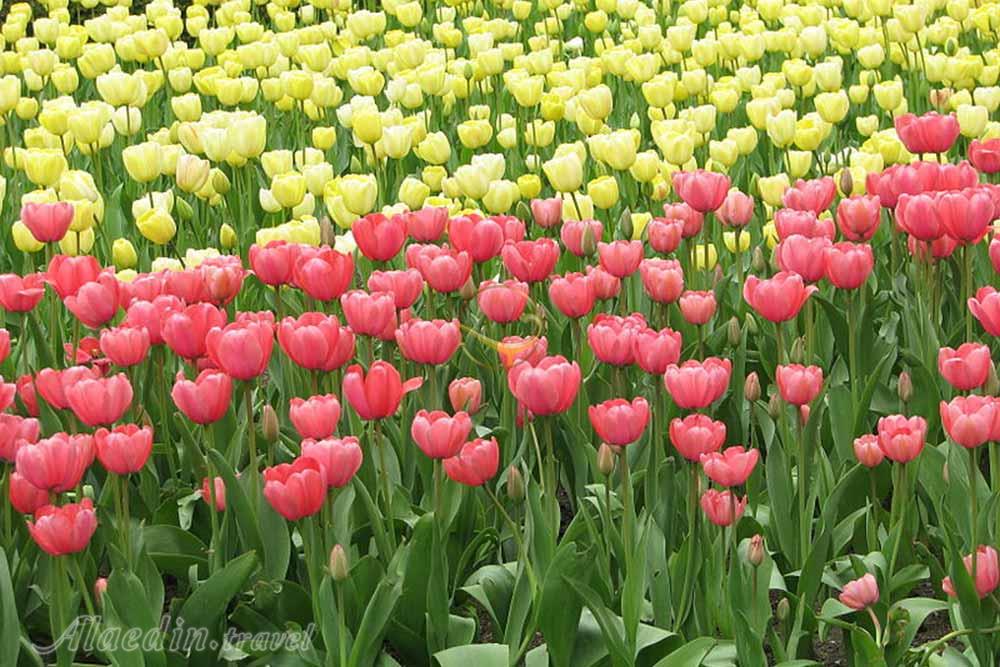 پارک مرکزی (سنترال) نیویورک - آمریکا | علاءالدین تراول